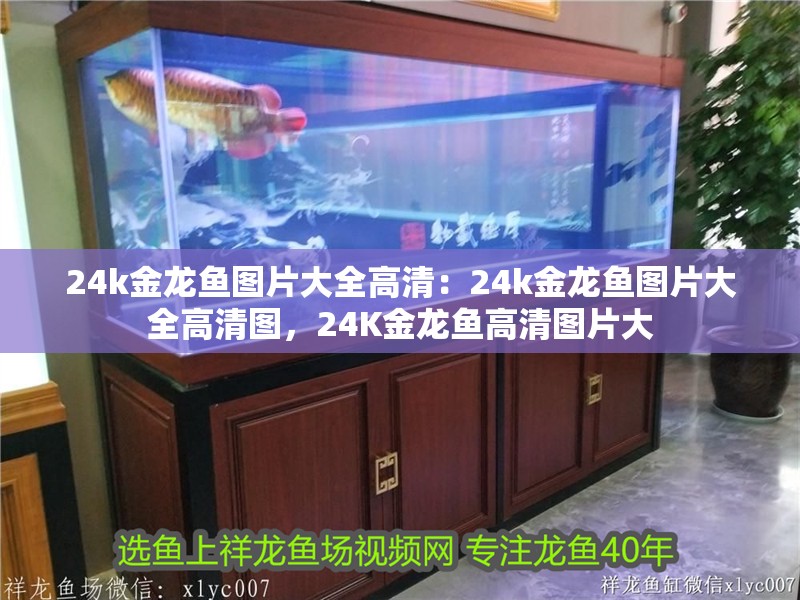 24k金龍魚圖片大全高清：24k金龍魚圖片大全高清圖，24K金龍魚高清圖片大