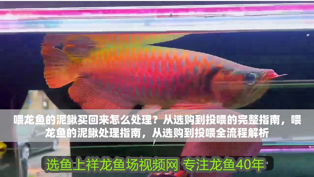 喂龍魚的泥鰍買回來怎么處理？從選購到投喂的完整指南，喂龍魚的泥鰍處理指南，從選購到投喂全流程解析
