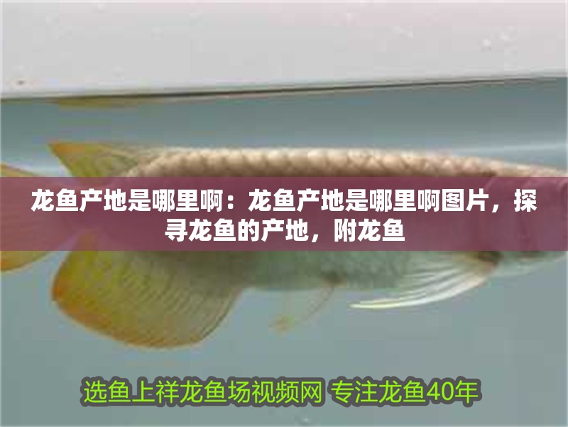 龍魚產地是哪里啊：龍魚產地是哪里啊圖片，探尋龍魚的產地，附龍魚