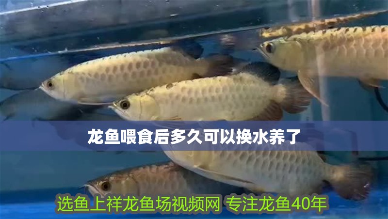 龍魚喂食后多久可以換水養(yǎng)了