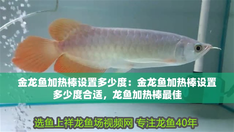 金龍魚加熱棒設置多少度：金龍魚加熱棒設置多少度合適，龍魚加熱棒最佳