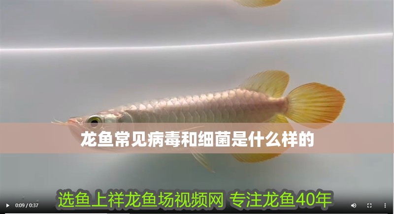 龍魚常見病毒和細菌是什么樣的