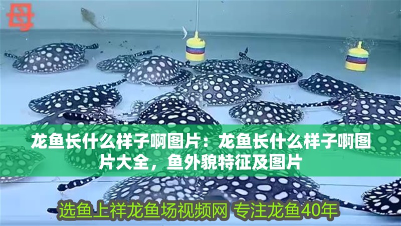 龍魚長什么樣子啊圖片：龍魚長什么樣子啊圖片大全，魚外貌特征及圖片