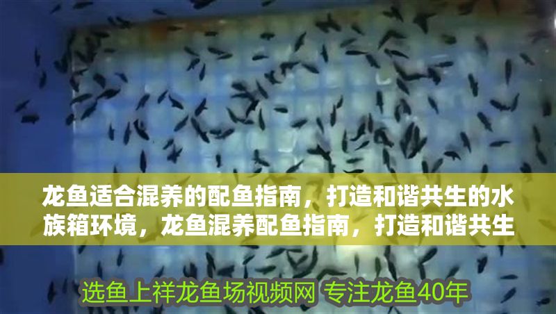 龍魚適合混養(yǎng)的配魚指南，打造和諧共生的水族箱環(huán)境，龍魚混養(yǎng)配魚指南，打造和諧共生的水族箱