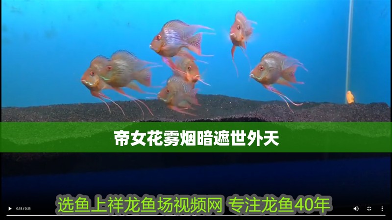 帝女花霧煙暗遮世外天