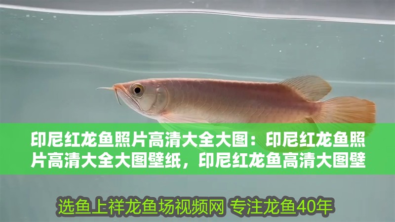 印尼紅龍魚照片高清大全大圖：印尼紅龍魚照片高清大全大圖壁紙，印尼紅龍魚高清大圖壁紙精選