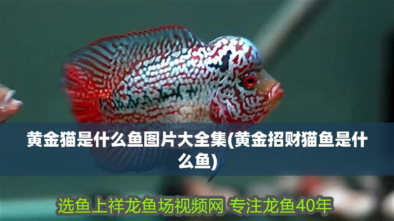 黃金貓是什么魚圖片大全集(黃金招財貓魚是什么魚)