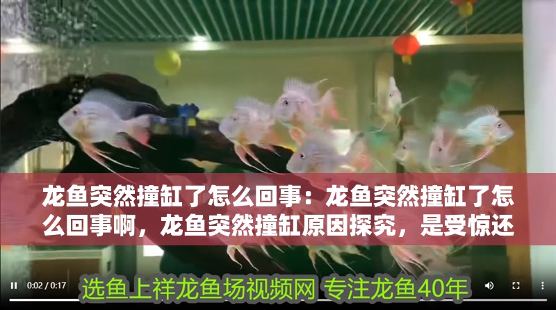 龍魚突然撞缸了怎么回事：龍魚突然撞缸了怎么回事啊，龍魚突然撞缸原因探究，是受驚還是另有隱
