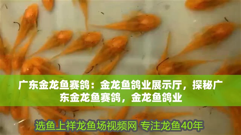 廣東金龍魚賽鴿：金龍魚鴿業展示廳，探秘廣東金龍魚賽鴿，金龍魚鴿業