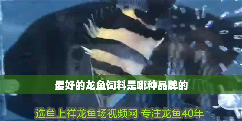 最好的龍魚飼料是哪種品牌的