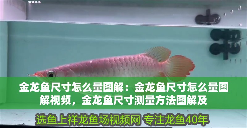 金龍魚尺寸怎么量圖解：金龍魚尺寸怎么量圖解視頻，金龍魚尺寸測量方法圖解及