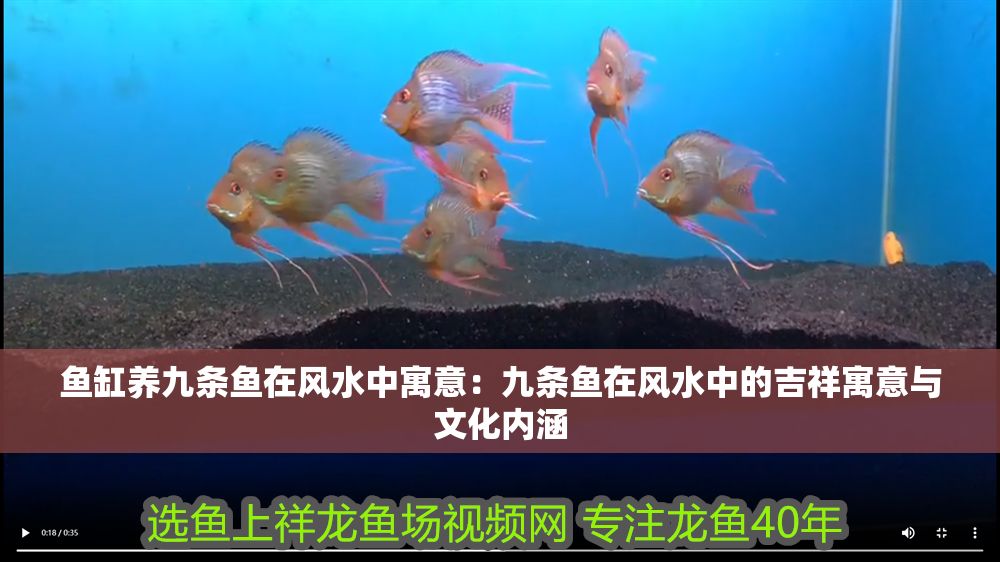 魚缸養九條魚在風水中寓意：九條魚在風水中的吉祥寓意與文化內涵