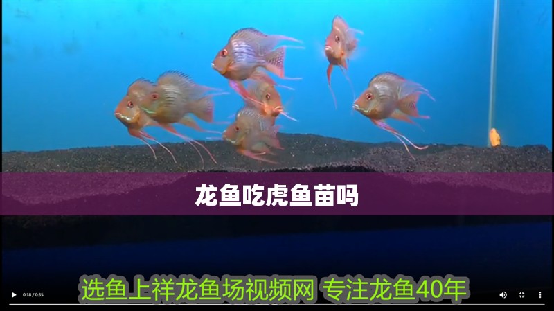 龍魚吃虎魚苗嗎