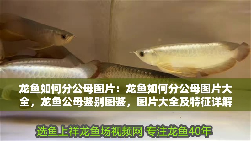 龍魚如何分公母圖片：龍魚如何分公母圖片大全，龍魚公母鑒別圖鑒，圖片大全及特征詳解
