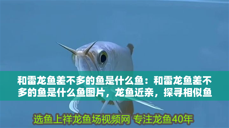 和雷龍魚差不多的魚是什么魚：和雷龍魚差不多的魚是什么魚圖片，龍魚近親，探尋相似魚類及