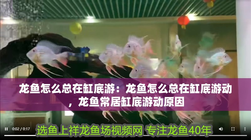 龍魚怎么總在缸底游：龍魚怎么總在缸底游動，龍魚常居缸底游動原因