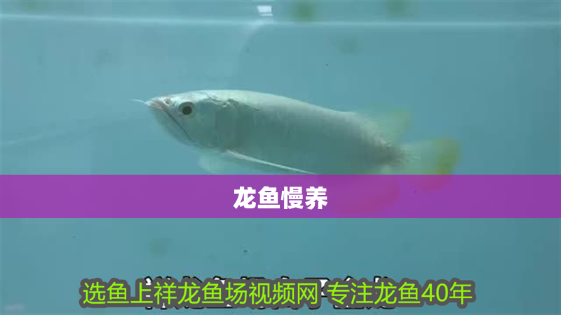龍魚慢養