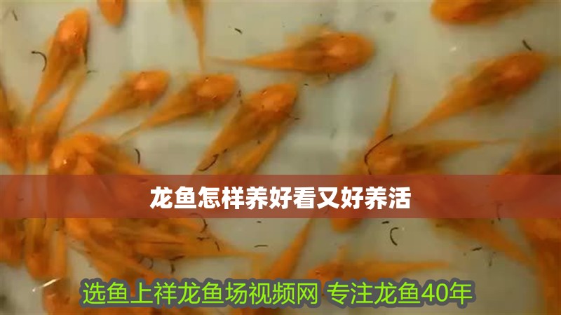 龍魚怎樣養好看又好養活