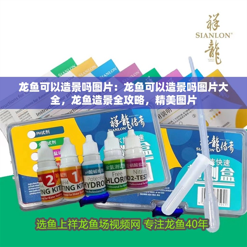 龍魚可以造景嗎圖片：龍魚可以造景嗎圖片大全，龍魚造景全攻略，精美圖片