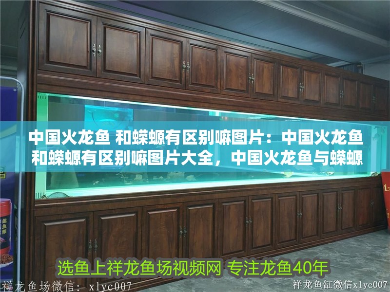 中國火龍魚 和蠑螈有區別嘛圖片：中國火龍魚 和蠑螈有區別嘛圖片大全，中國火龍魚與蠑螈的區別及