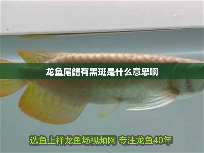 龍魚尾鰭有黑斑是什么意思啊
