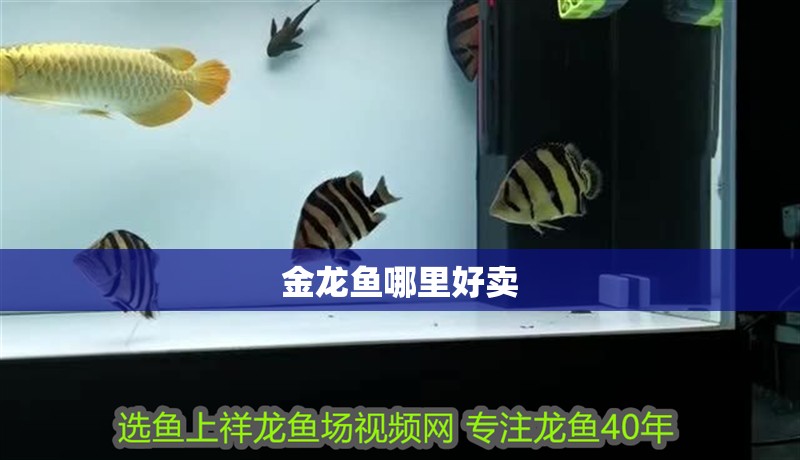 金龍魚哪里好賣