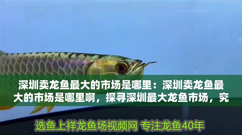 深圳賣龍魚最大的市場是哪里：深圳賣龍魚最大的市場是哪里啊，探尋深圳最大龍魚市場，究竟位于