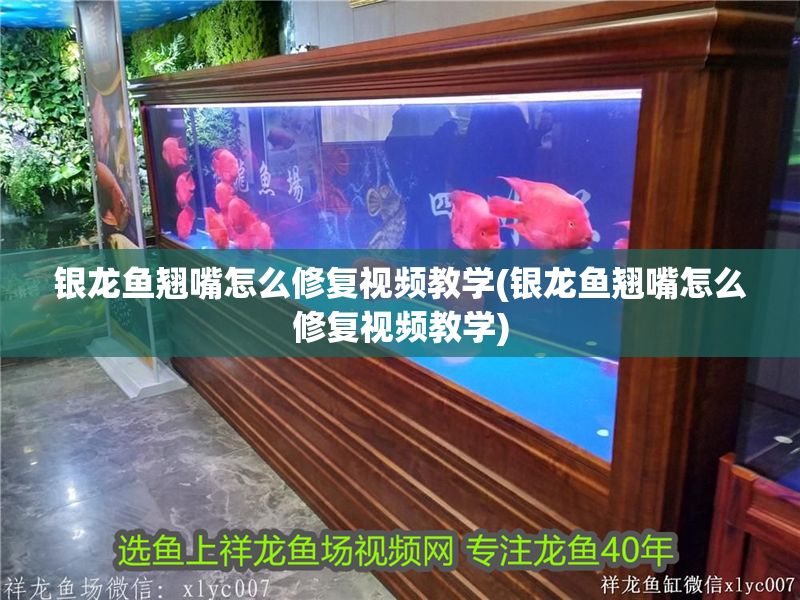 銀龍魚翹嘴怎么修復視頻教學(銀龍魚翹嘴怎么修復視頻教學)