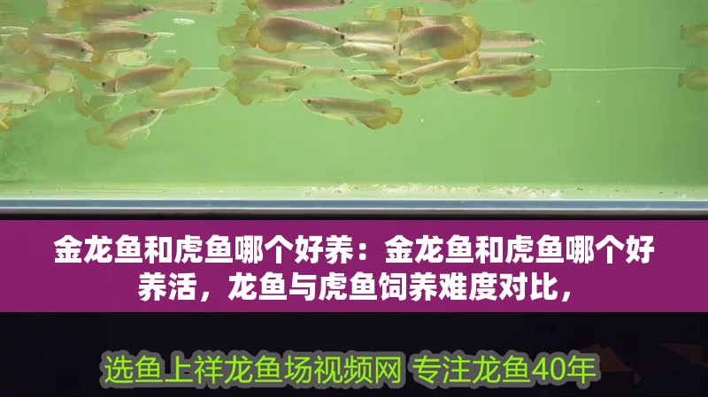金龍魚和虎魚哪個好養：金龍魚和虎魚哪個好養活，龍魚與虎魚飼養難度對比，