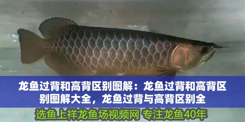 龍魚過背和高背區別圖解：龍魚過背和高背區別圖解大全，龍魚過背與高背區別全