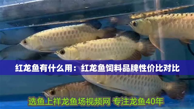 紅龍魚有什么用：紅龍魚飼料品牌性價比對比