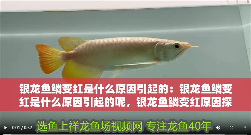 銀龍魚鱗變紅是什么原因引起的：銀龍魚鱗變紅是什么原因引起的呢，銀龍魚鱗變紅原因探究，究竟為何會出現這種情況？