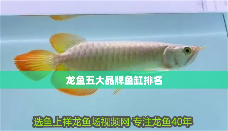 龍魚五大品牌魚缸排名