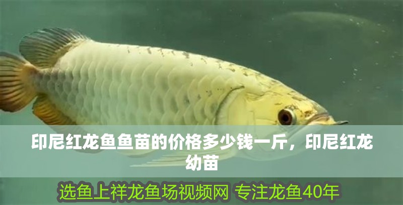 印尼紅龍魚(yú)魚(yú)苗的價(jià)格多少錢(qián)一斤，印尼紅龍幼苗