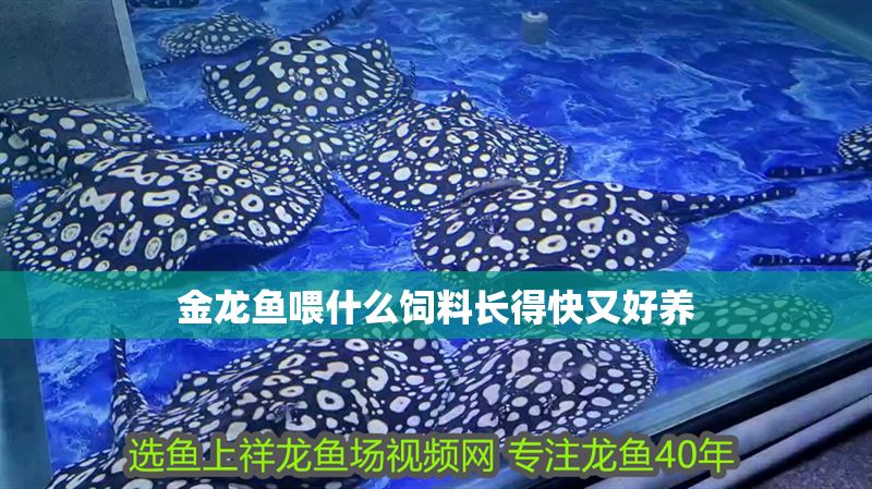 金龍魚(yú)喂什么飼料長(zhǎng)得快又好養(yǎng)