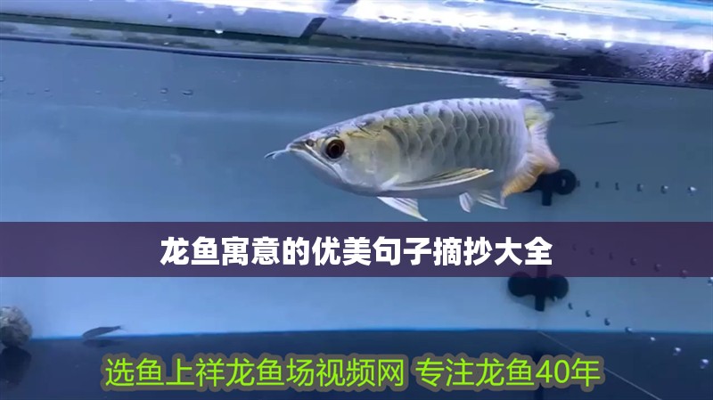 龍魚寓意的優(yōu)美句子摘抄大全