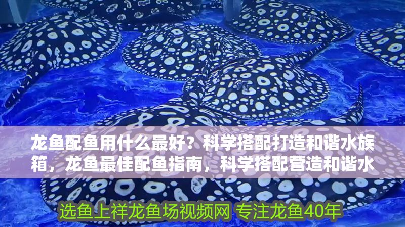 龍魚配魚用什么最好？科學搭配打造和諧水族箱，龍魚最佳配魚指南，科學搭配營造和諧水族環境