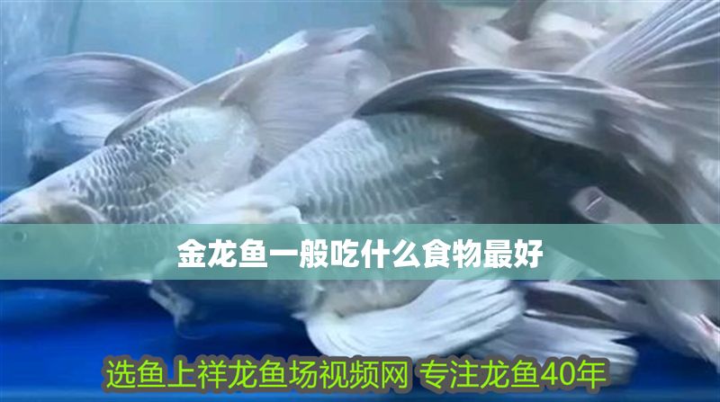 金龍魚一般吃什么食物最好
