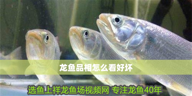 龍魚品相怎么看好壞