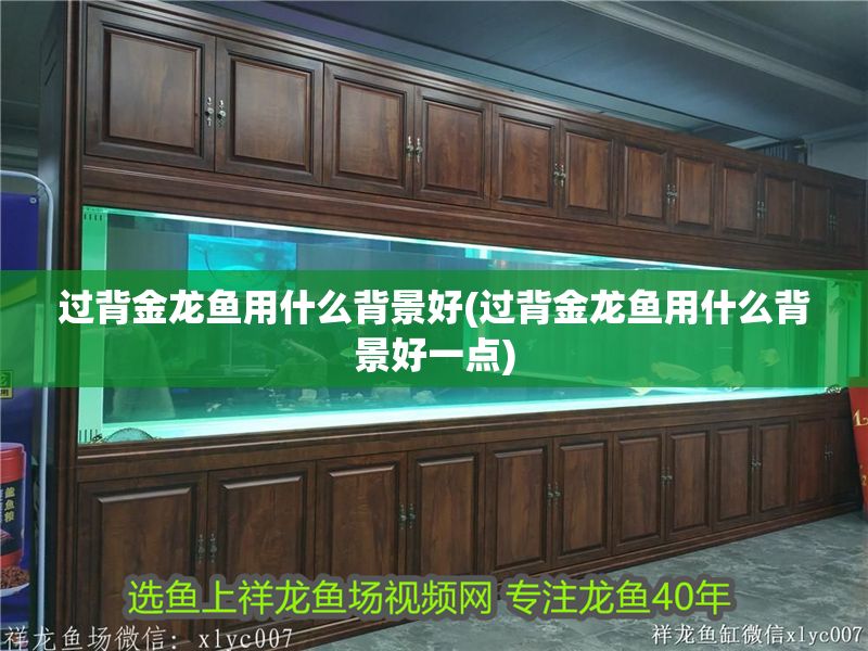 過背金龍魚用什么背景好(過背金龍魚用什么背景好一點)