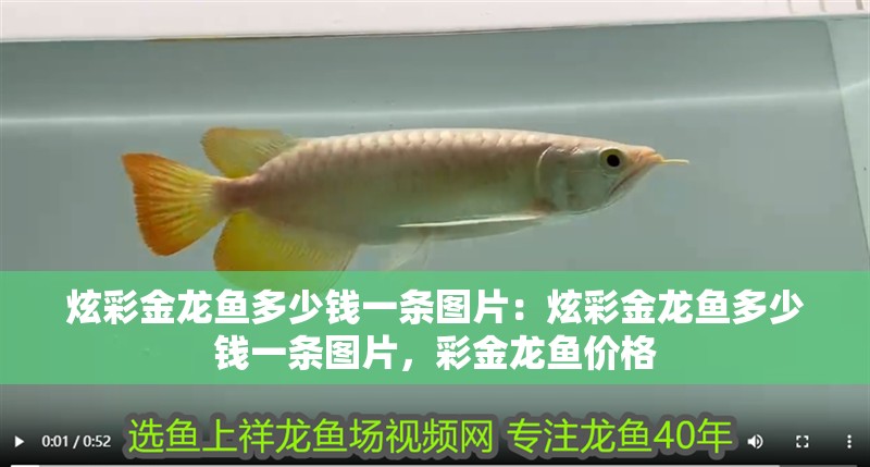 炫彩金龍魚多少錢一條圖片：炫彩金龍魚多少錢一條圖片，彩金龍魚價格