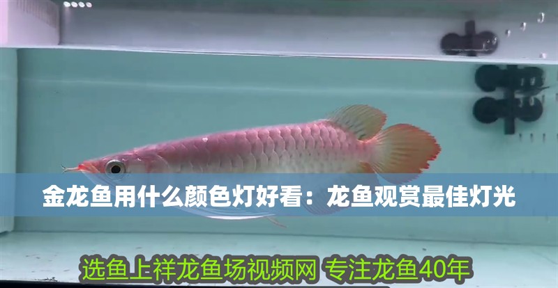 金龍魚用什么顏色燈好看：龍魚觀賞最佳燈光