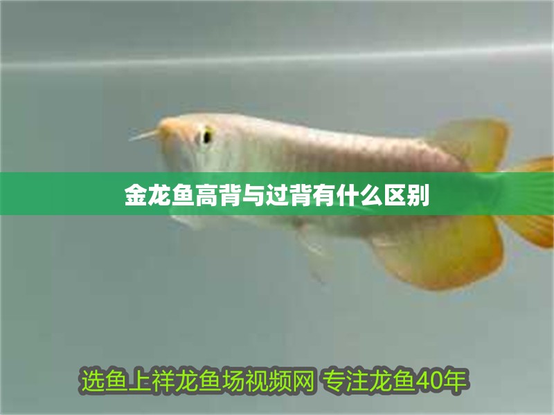 金龍魚高背與過背有什么區別