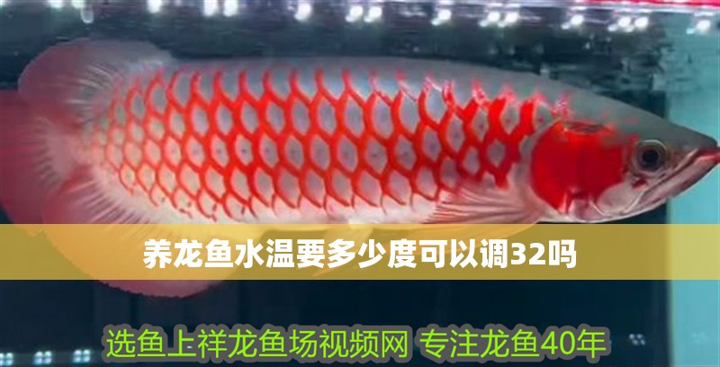 養(yǎng)龍魚水溫要多少度可以調(diào)32嗎