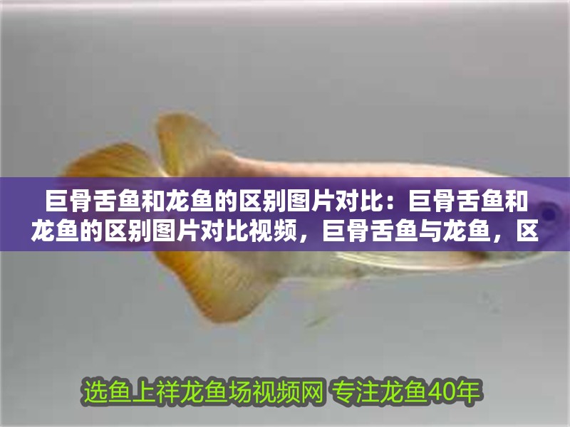 巨骨舌魚和龍魚的區(qū)別圖片對(duì)比：巨骨舌魚和龍魚的區(qū)別圖片對(duì)比視頻，巨骨舌魚與龍魚，區(qū)別對(duì)比圖、視頻全