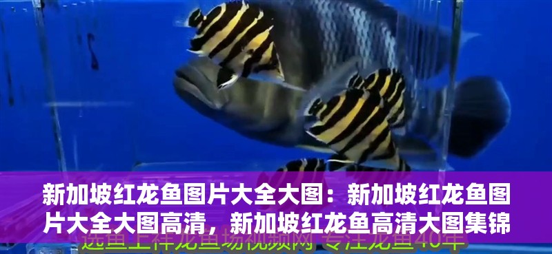 新加坡紅龍魚圖片大全大圖：新加坡紅龍魚圖片大全大圖高清，新加坡紅龍魚高清大圖集錦