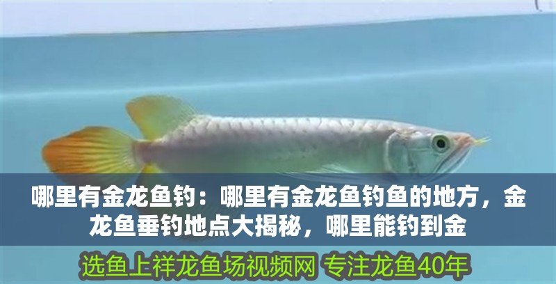 哪里有金龍魚釣：哪里有金龍魚釣魚的地方，金龍魚垂釣地點大揭秘，哪里能釣到金