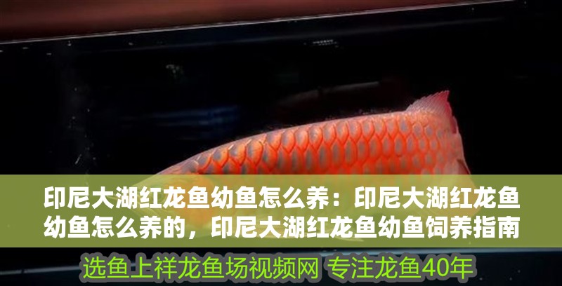 印尼大湖紅龍魚幼魚怎么養：印尼大湖紅龍魚幼魚怎么養的，印尼大湖紅龍魚幼魚飼養指南，從入門到