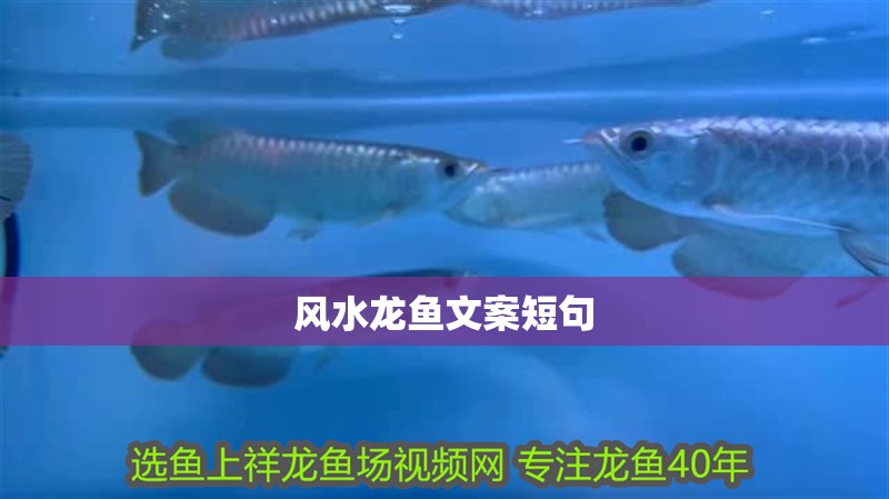 風水龍魚文案短句