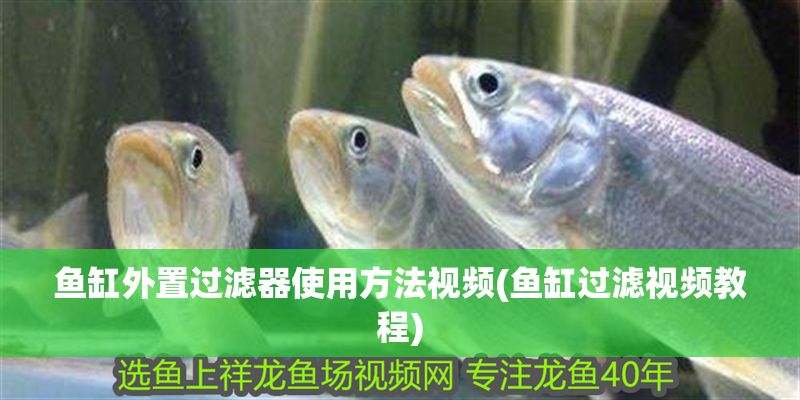 魚缸外置過濾器使用方法視頻(魚缸過濾視頻教程)